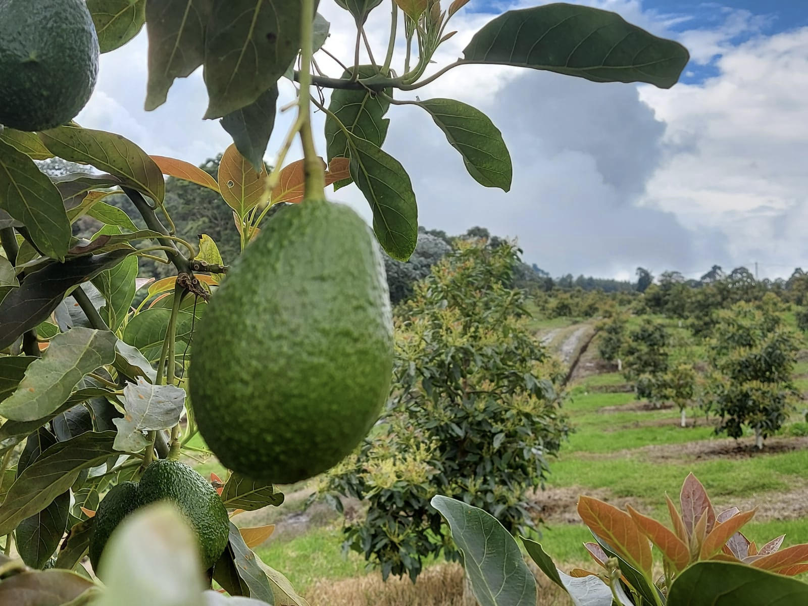 Colombia Qued Como El Tercer Exportador De Aguacate A Europa En El