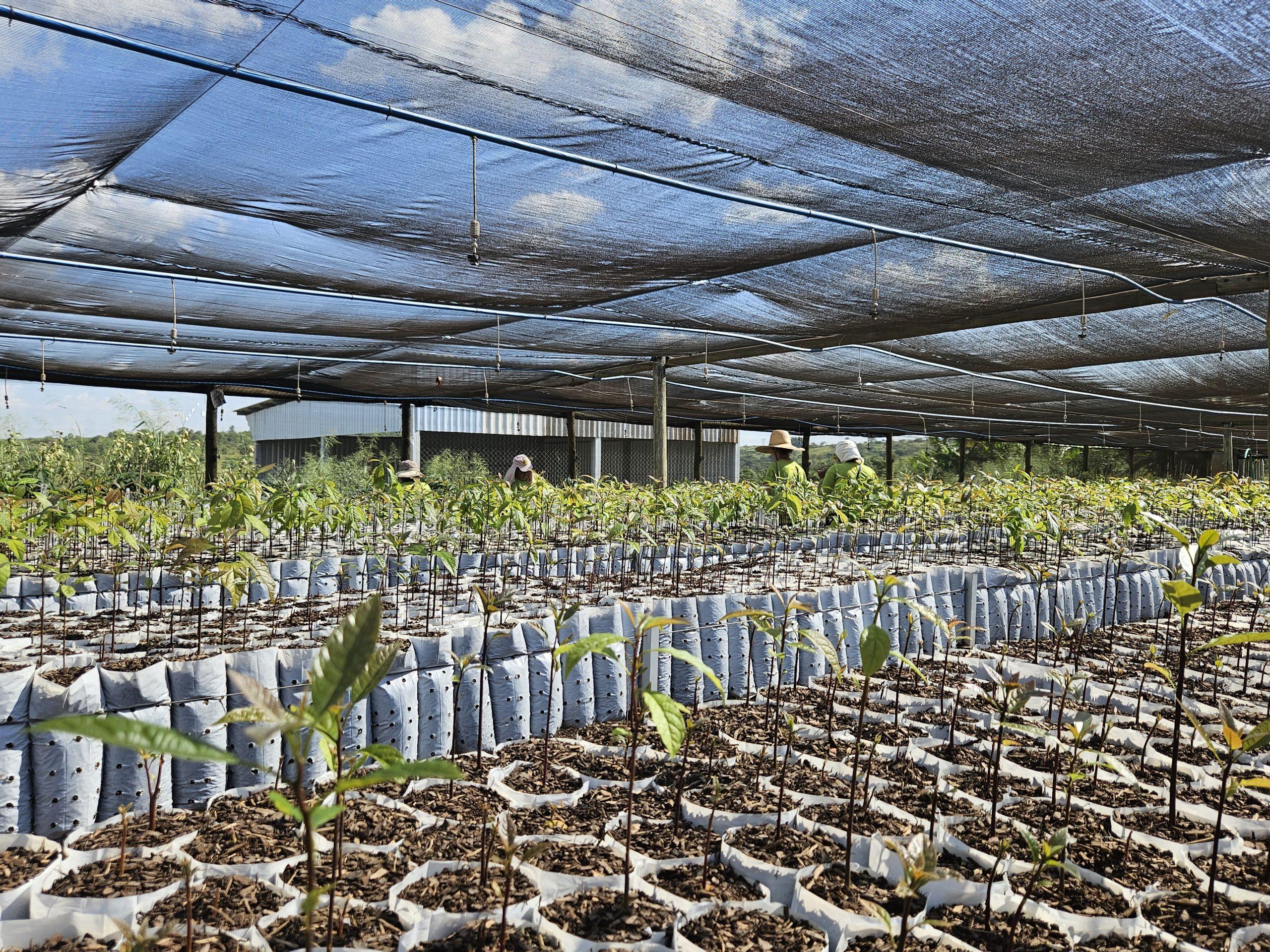 Viveros de plantas de Palta Hass de Jaguacy.