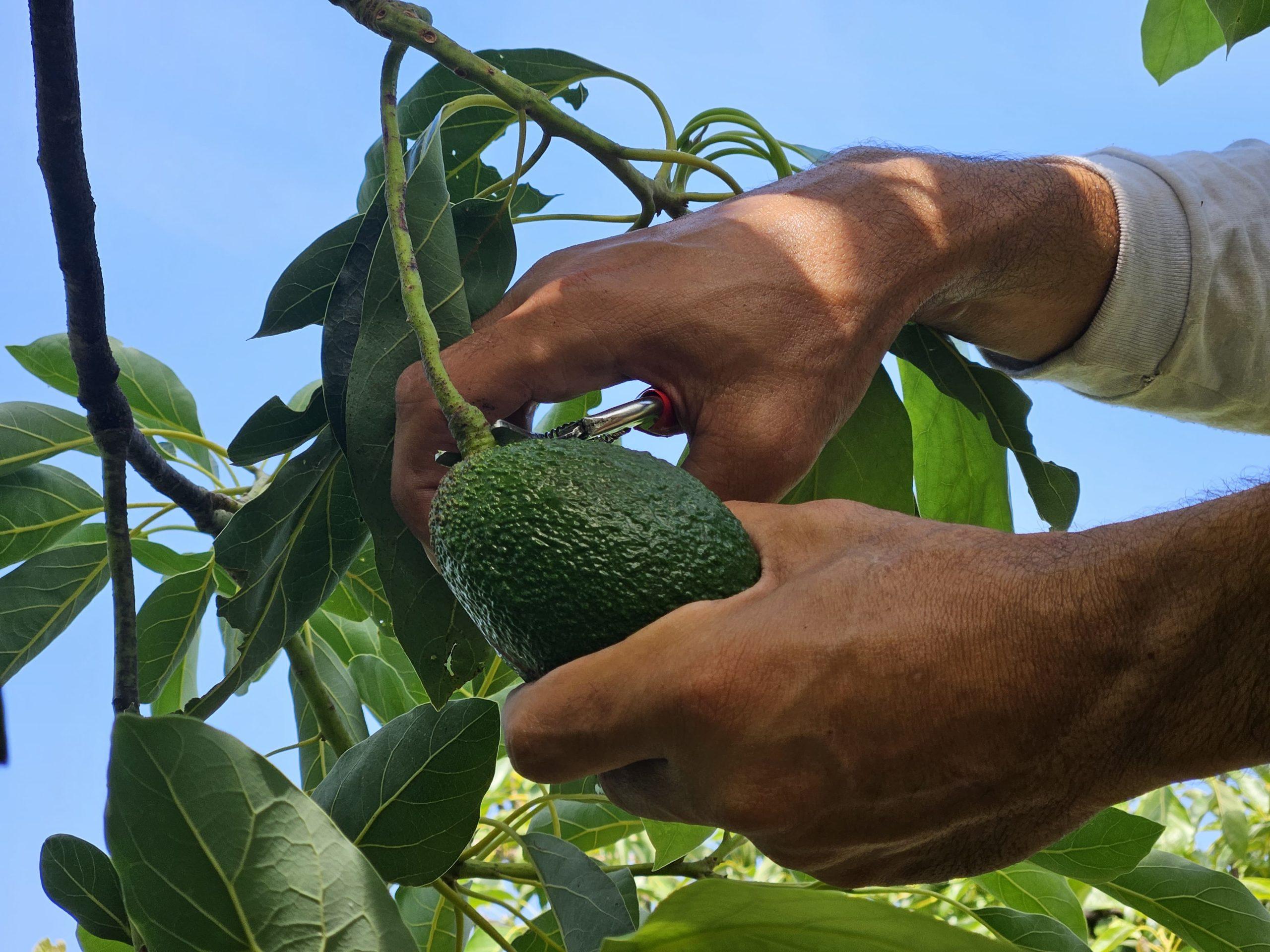 Los cultivos de aguacate Hass en Brasil están creciendo y no se ve que se detengan en el corto plazo. Jaguacy cuenta con hectáreas propias en tres zonas del país.