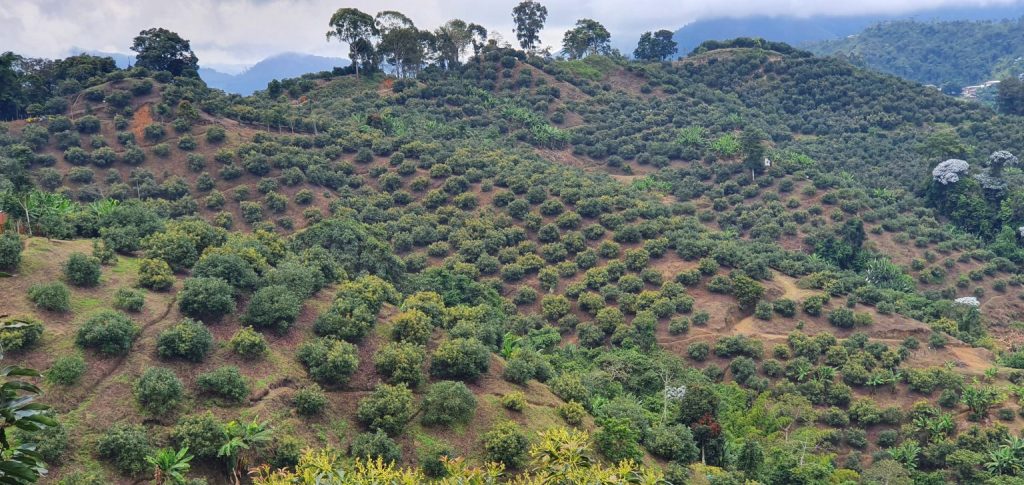 Cabilfrut Colombia y Green SuperFood sellan alianza para posicionar el aguacate origen Colombia