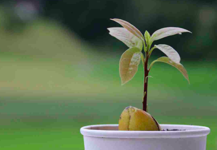 El árbol de aguacate: cuidados y beneficios para tenerlo en tu hogar
