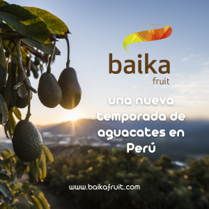 Baika fortalece alianzas en Perú para una nueva temporada de aguacates