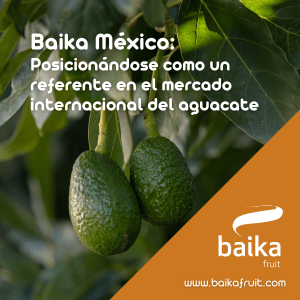 Baika México: posicionándose como un referente en el mercado internacional del aguacate