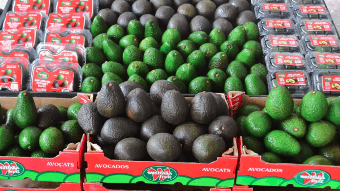 Westfalia Fruit impulsa el mercado de aguacates en India con importaciones de Kenia