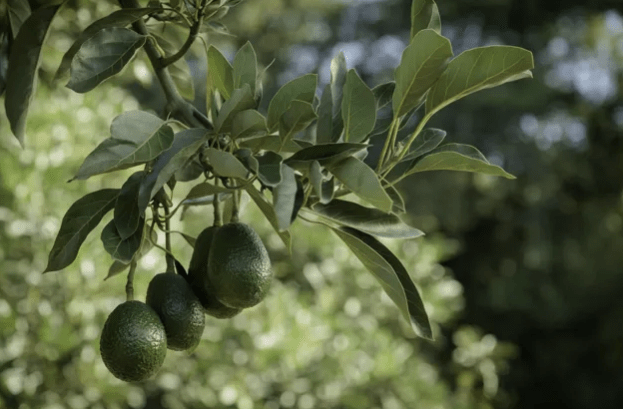 Westfalia Fruit introduce con éxito aguacates kenianos en el mercado indio