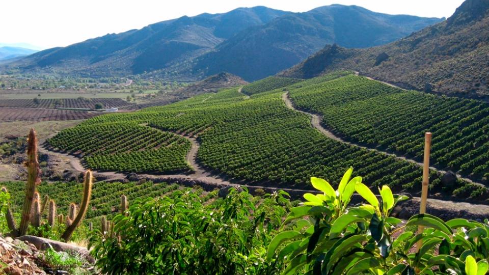 Aguacate chileno en Asia: mercado estable con desafío de educar al consumidor